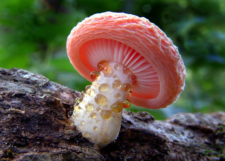 mushrooms-foto_4.webp