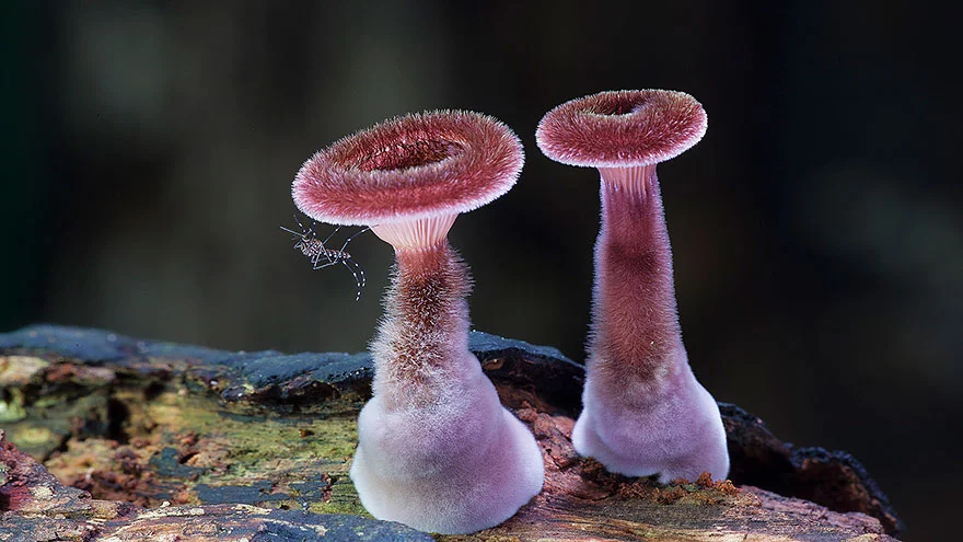 mushrooms-foto_8.webp