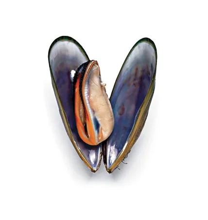 mussel-c-rachelhulin.com_.webp