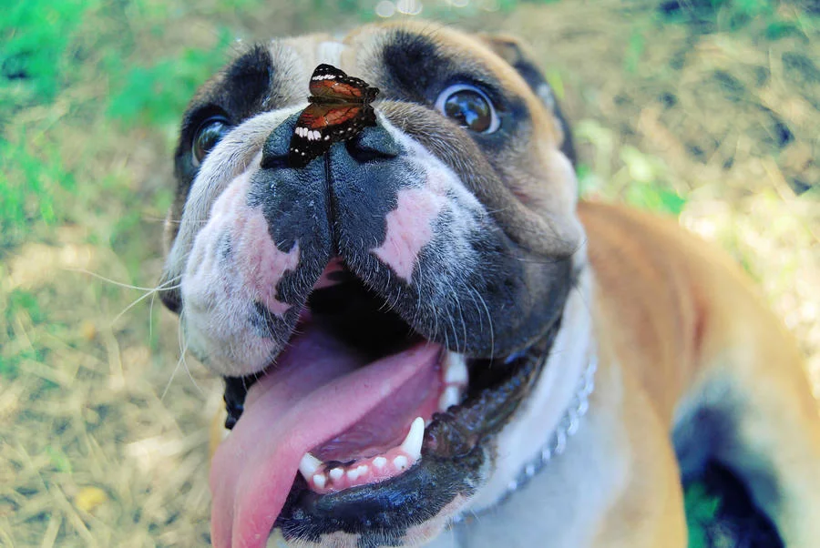 my_bulldog_by_barbieri49stock.webp
