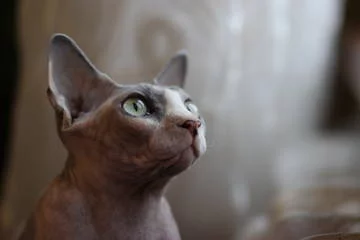 n1y8a.webp