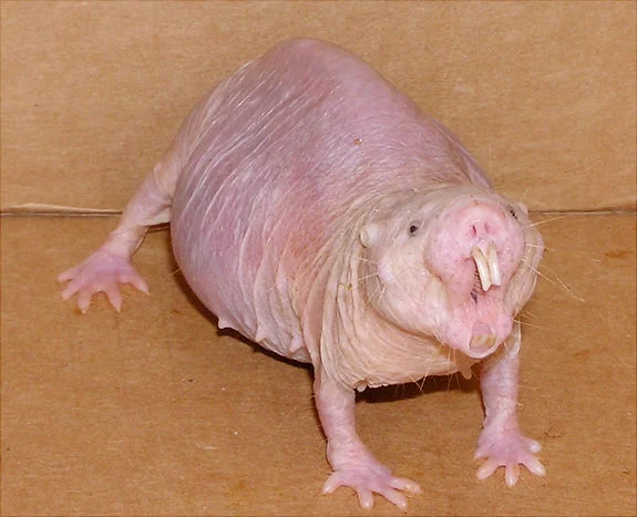 Naked_mole_rat.webp