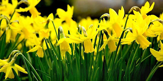 narcissi.webp