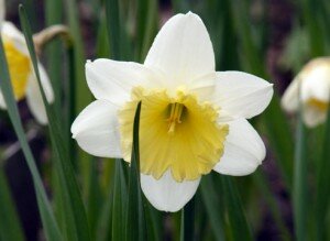 narcissus1-300x219.jpg