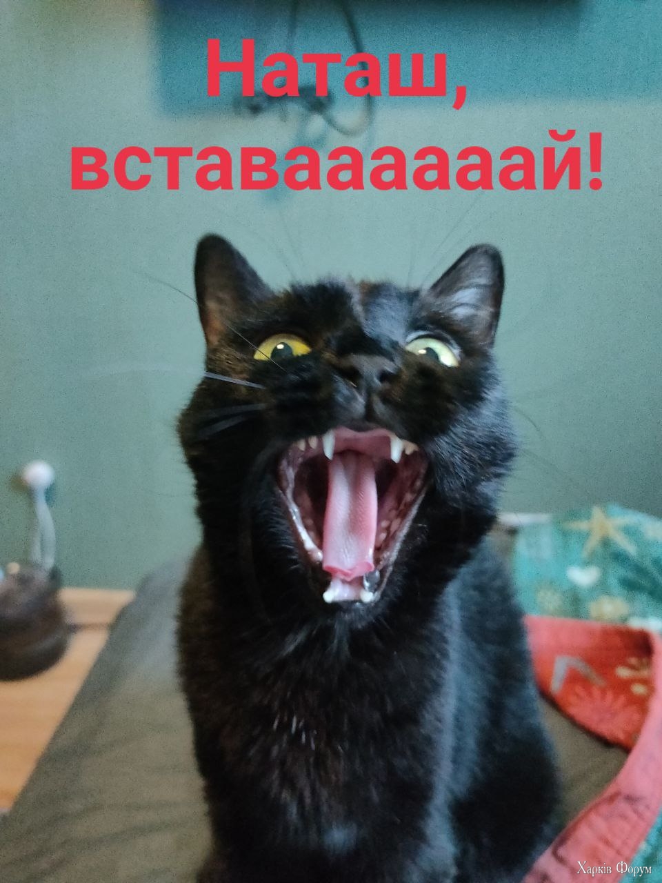 Наташ, всавай!.jpg