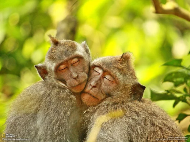 National-Geographic-13-1-620x465.webp
