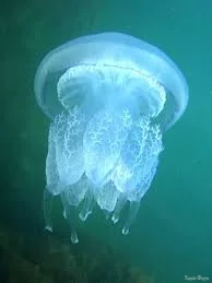 Без названия (1).jpeg