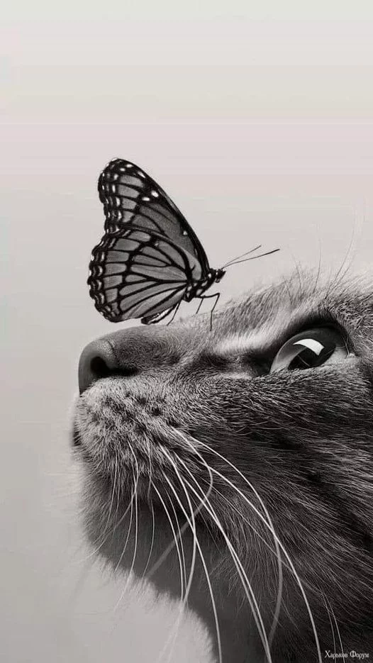 nc_ohc=m7VY58u6W58AX_inWok&_nc_ht=scontent.fiev7-4.webp
