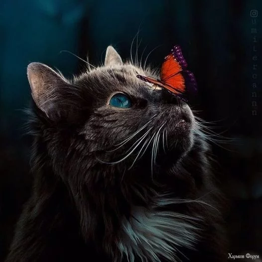 nc_ohc=ndpxJd1g4ysAb6JJ-ld&_nc_ht=scontent.fdnk1-3.webp