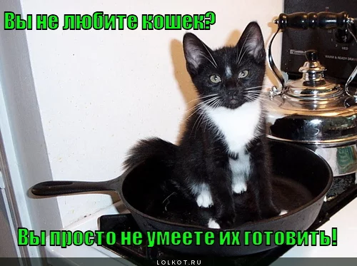 ne-lyubite-koshek-_1342680403.webp