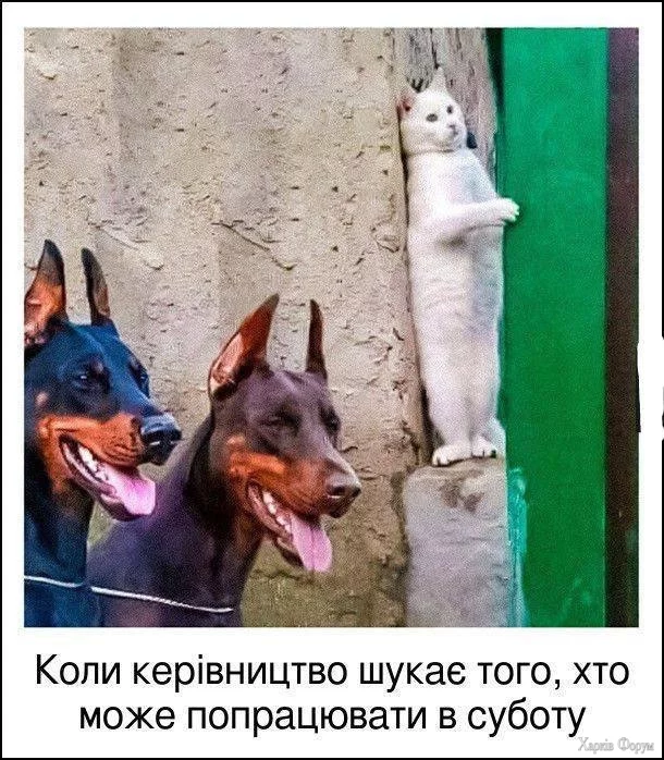 , не заметят.webp