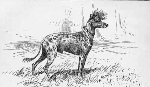 NESE-CRESTED-DOG-CHINESE-EMPEROR-W-K-TAUNTON-OWNER.webp