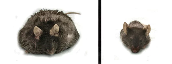 neural_circuit_that_suppresses_appetite_1_600.webp