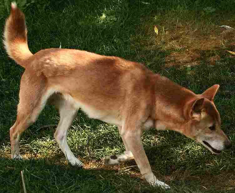 New_Guinea_Singing_Dog_on_trail-Cropped.webp