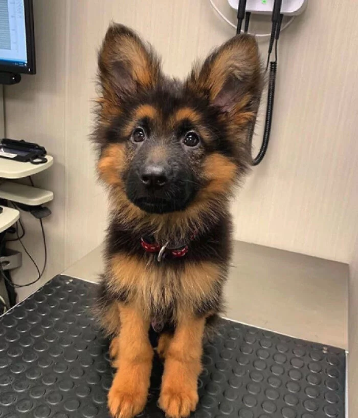 nimki-veterinarov-i-ix-ocharovatelnyx-pacientov-10.webp
