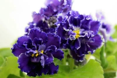 normal_%D0%D1-%D2%E0%E9%ED%FB%E9_%C7%ED%E0%EA.webp