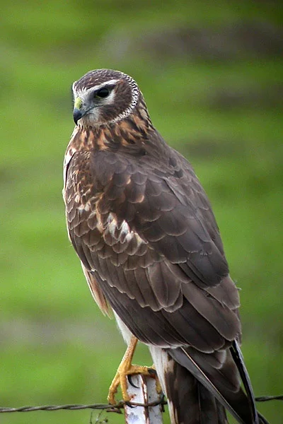 Northern_(Hen)_Harrier.webp
