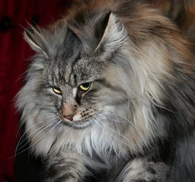 NorwegianForestCat3.webp