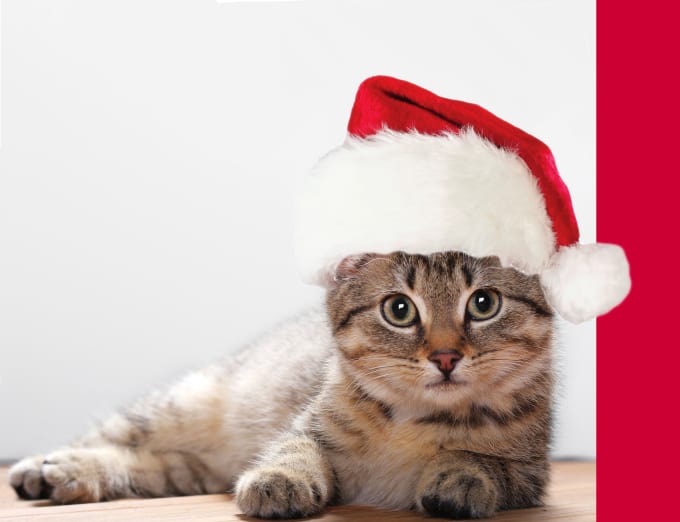nta-hat-on-your-cat-photo-to-make-a-christmas-card.jpg