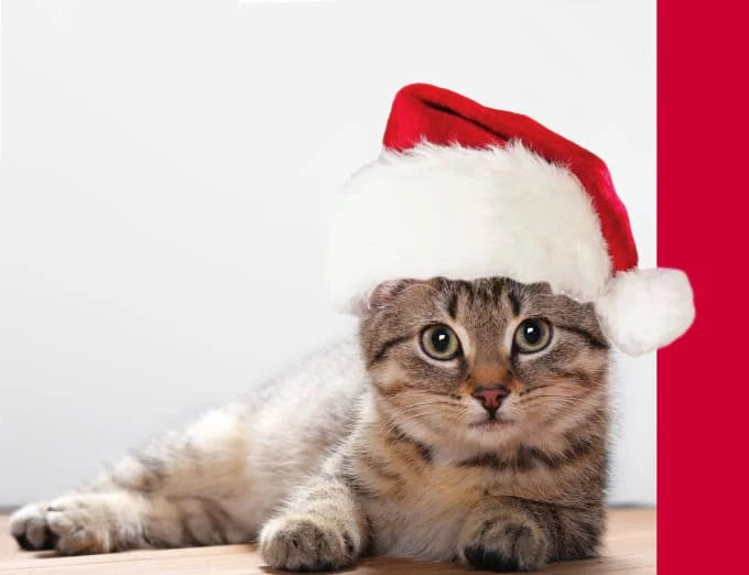 nta-hat-on-your-cat-photo-to-make-a-christmas-card.webp