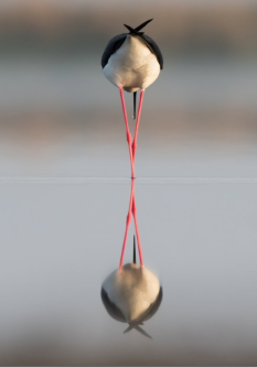 nxt4KLvm_o.png