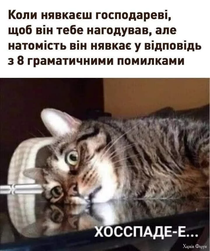 нявкати з помилками.webp