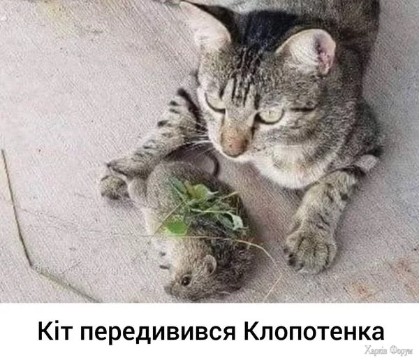 O7DKs1kSnaDa2sM&_nc_zt=23&_nc_ht=scontent.fiev25-2.webp