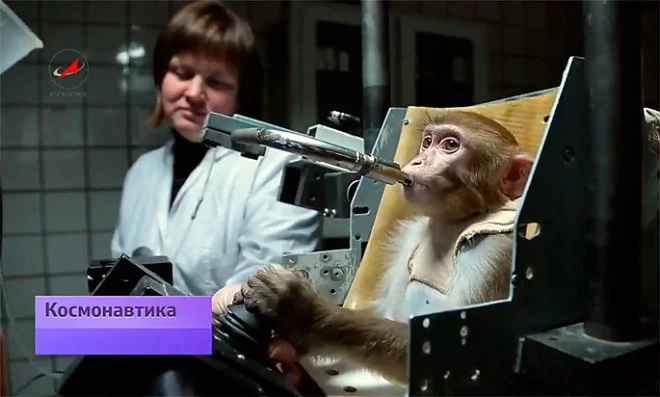 obezyana-kosmonavt_2.webp