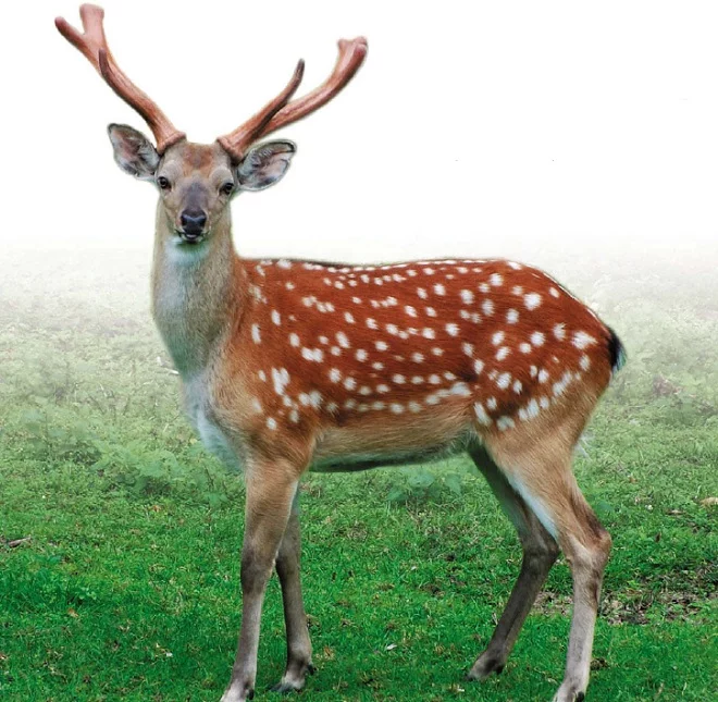 olen(2).webp