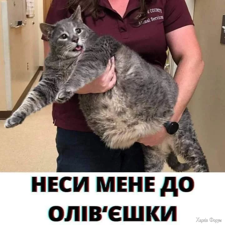  оліве.webp