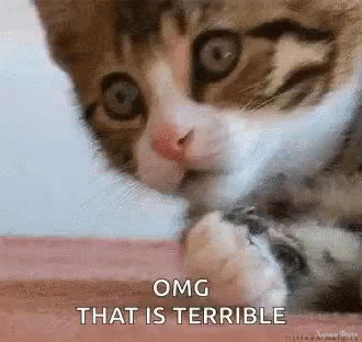 omg-cats.gif