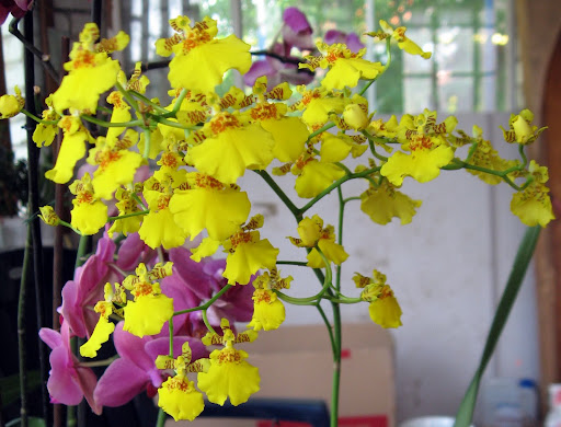 oncidium_july2011.jpg