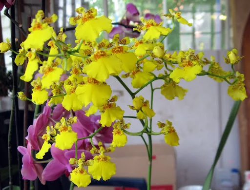 oncidium_july2011.webp