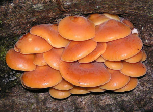 openok_zimniy_-_Flammulina_velutipes_1-300x220.jpg