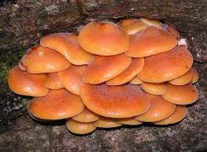 openok_zimniy_-_Flammulina_velutipes_1-300x220.webp