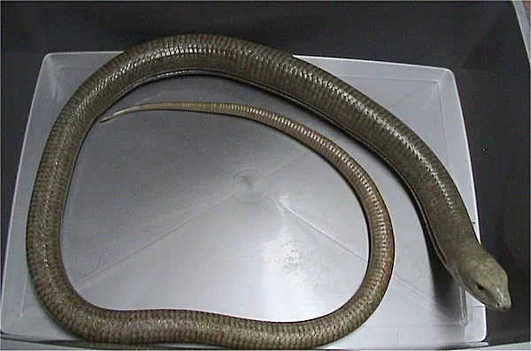 Ophisaurus_apodus2.webp