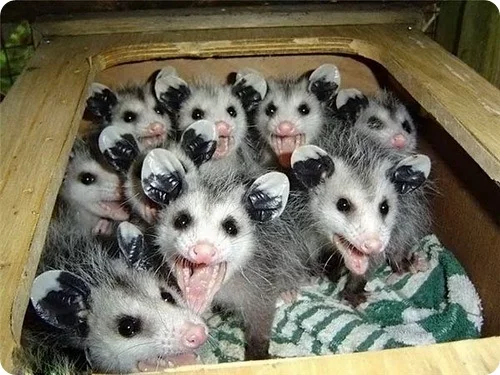 opossum18.webp