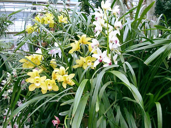 oranj_kompleks_large_image_10.webp