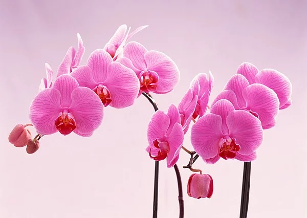 orchid11.webp