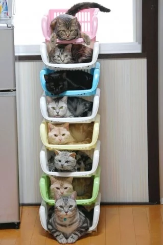 organize-cats-04.webp