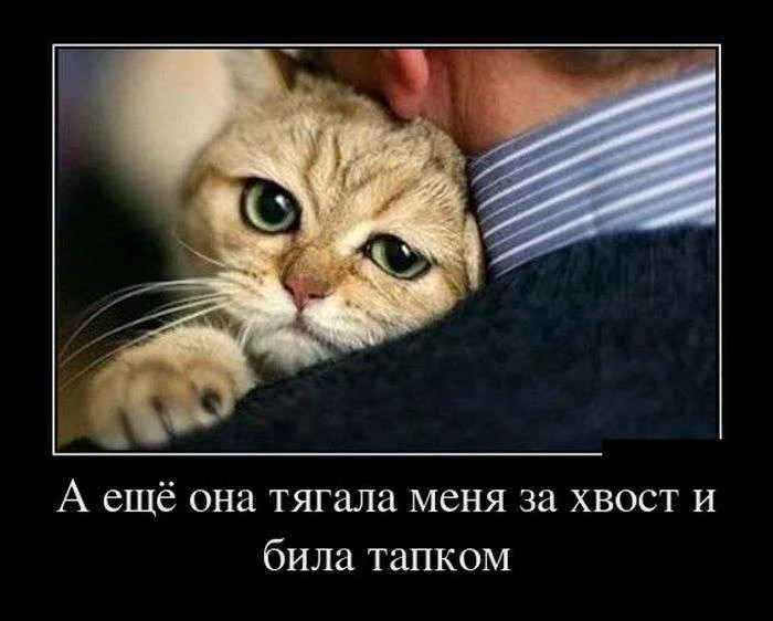 original.webp