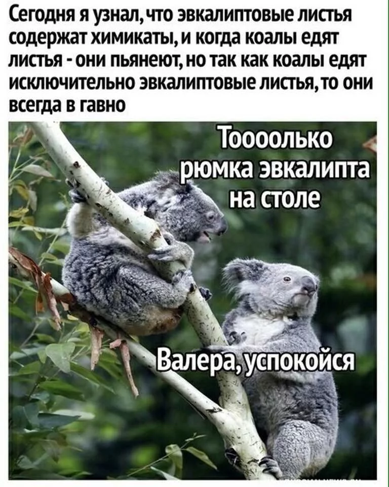 original.webp