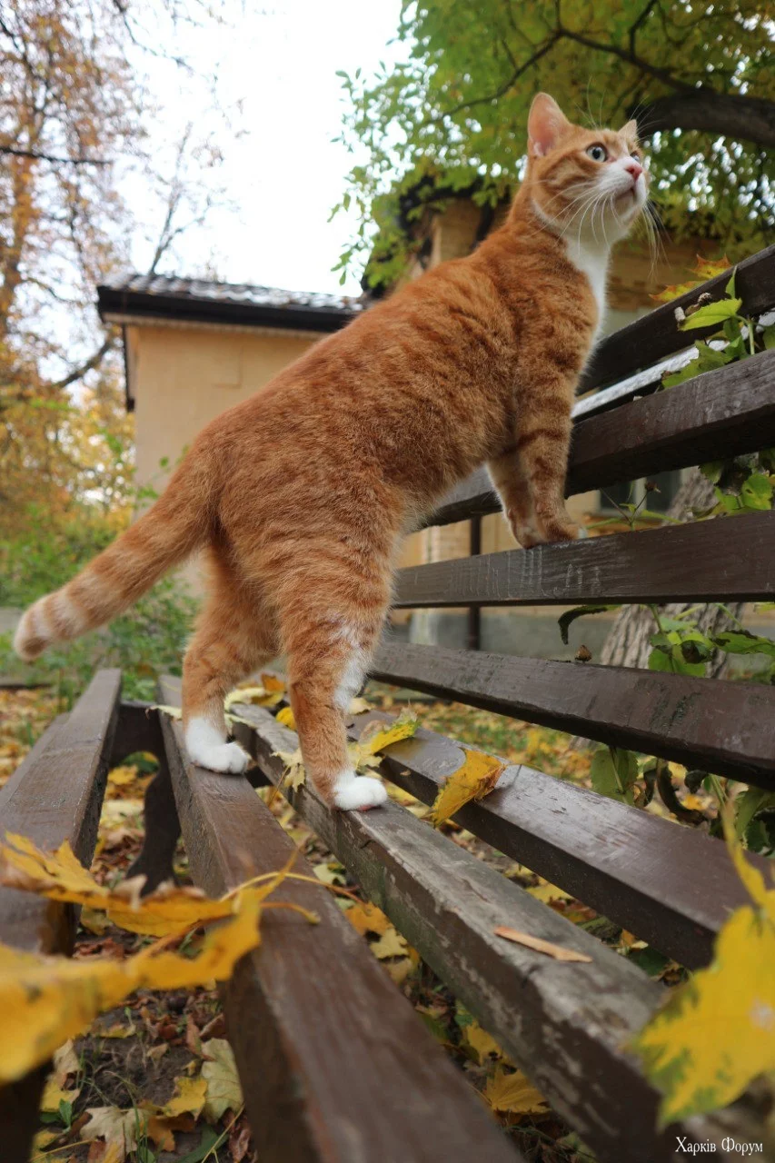  осень.webp