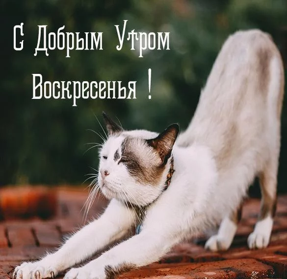 otkrytka-dobroe-outro-voskresene-besplatnaya.webp