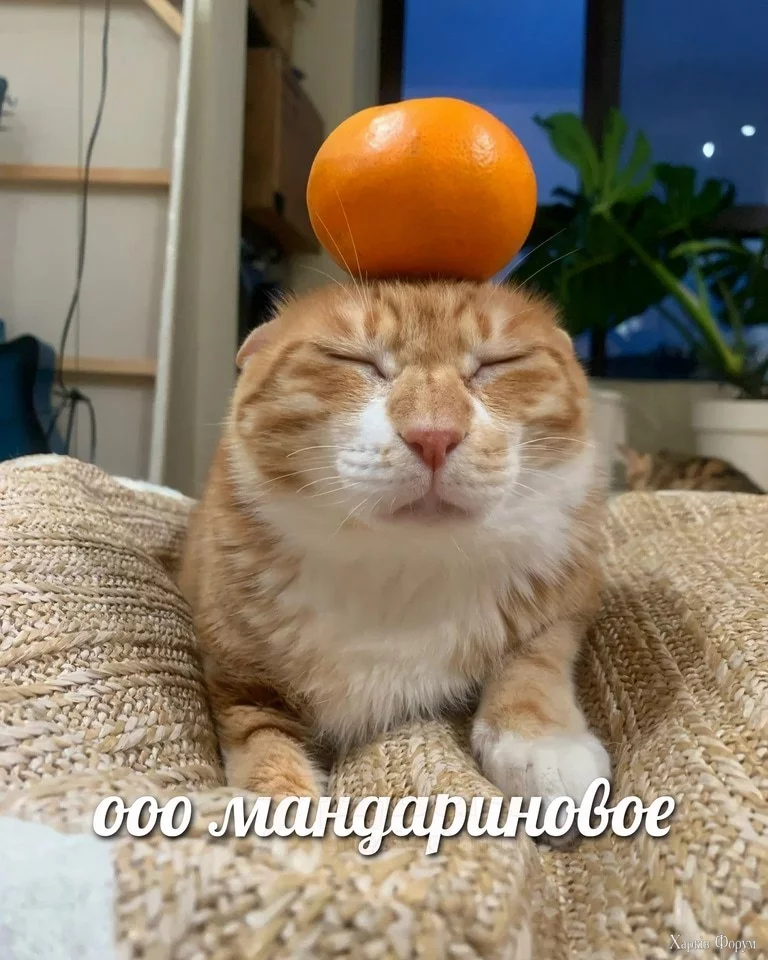  отмечается день мандаринок.webp
