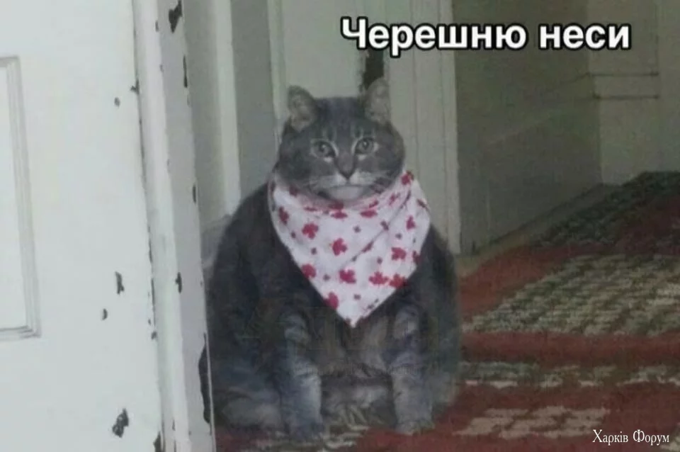  отмечается Всемирный праздник живота.webp