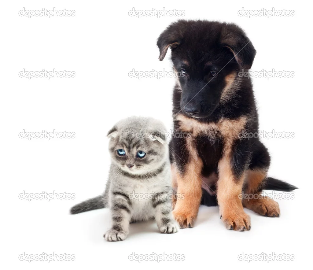 otos_33620401-Puppy-german-shepherd-dog-and-a-cat..webp