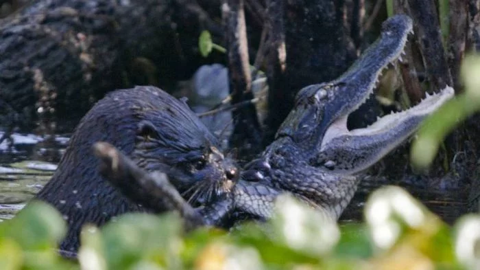 otter_vs_alligator_02.webp