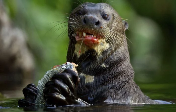otter_vs_alligator_05.webp