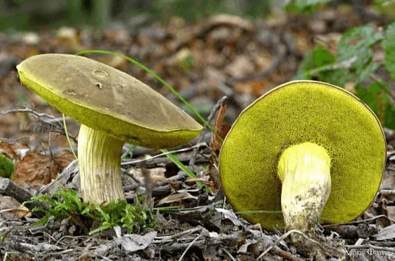 ovyk-zelenyj-boletus-subtomentosus-1_68c6e343d0a3b.webp